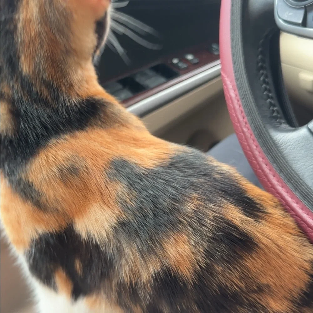 kitten